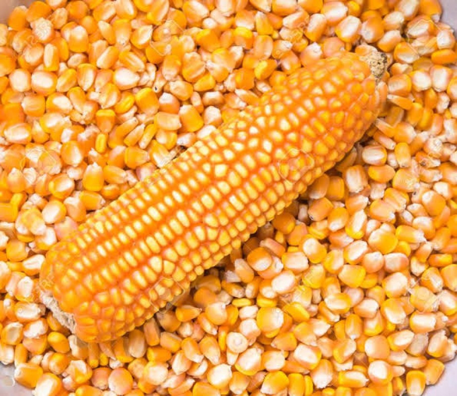 Maize from India